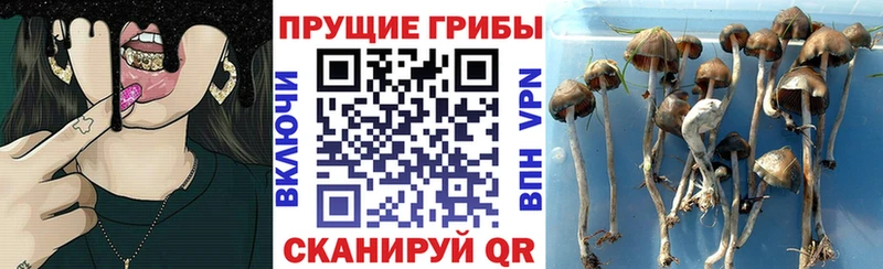 дарнет шоп Яхрома Галлюциногенные грибы Cubensis